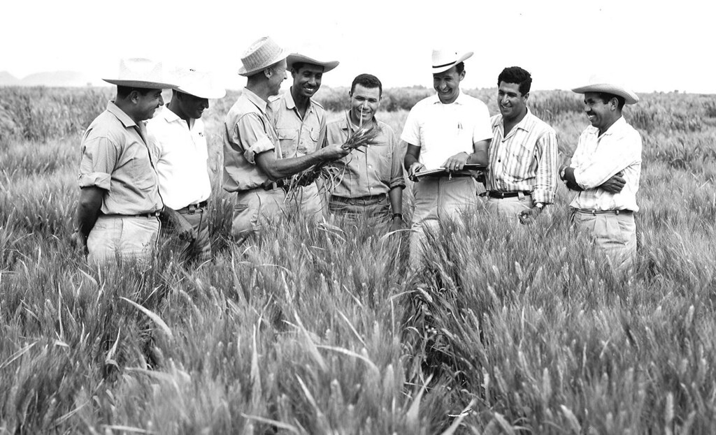 Dr. Norman Borlaug trains biologists in a Mexican field of long grass.